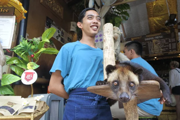 Kopi luwak civet Coffee Ubud Bali Indonesië — Stockfoto