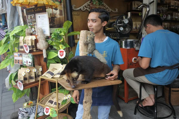 Kopi Luwak civet Coffee Ubud Bali Indonezja — Zdjęcie stockowe