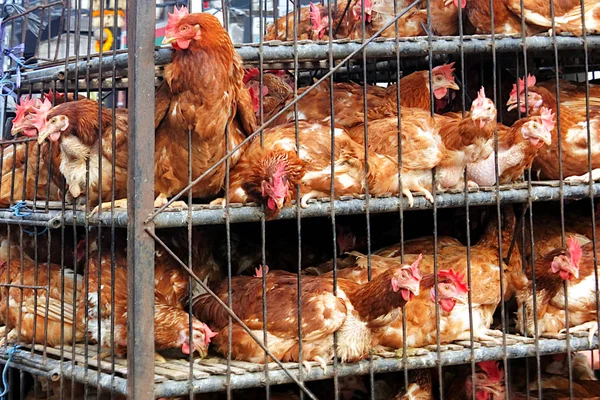 鸡运输在拥挤的笼子里 — 图库照片
