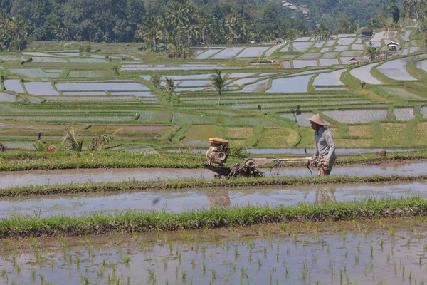 Productor de arroz balinés cultivando un campo de arroz en el arroz Jatiluwih —  Fotos de Stock