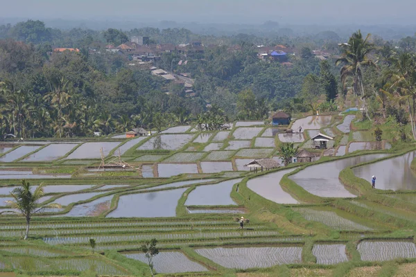 Pole ryżowe w Jatiluwih tarasy ryżowe na Bali Indonezja — Zdjęcie stockowe