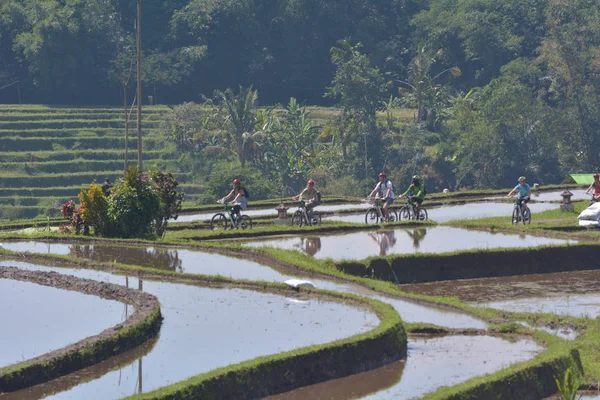 Рисовое поле на рисовых террасах Джатилуви на Бали Индонезия — стоковое фото