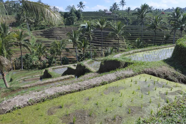 Campo de arroz em terraços de arroz Jatiluwih em Bali Indonésia — Fotografia de Stock