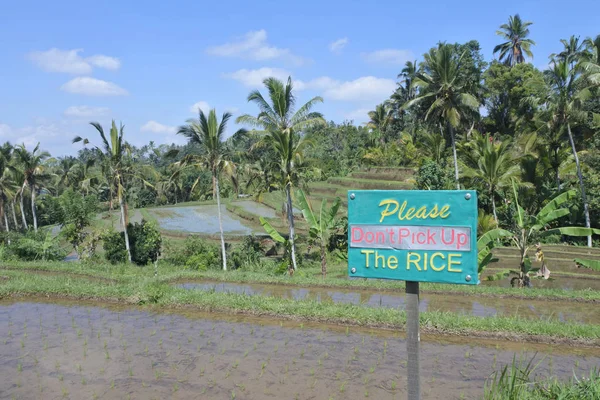 Campo de arroz em terraços de arroz Jatiluwih em Bali Indonésia — Fotografia de Stock