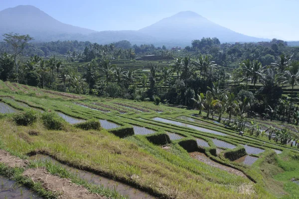 Pole ryżowe w Jatiluwih tarasy ryżowe na Bali Indonezja — Zdjęcie stockowe