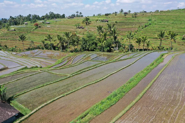 Pole ryżowe w Jatiluwih tarasy ryżowe na Bali Indonezja — Zdjęcie stockowe