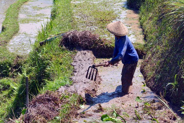 Balinese Rijstboer Teelt Een Rijstveld Met Rijstwieden Machine Jatiluwih Rijstterrassen — Stockfoto
