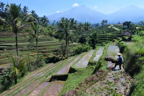 Балийский Рисовод Выращивает Рисовое Поле Помощью Рисопрополки Рисовых Террасах Джатилуви — стоковое фото