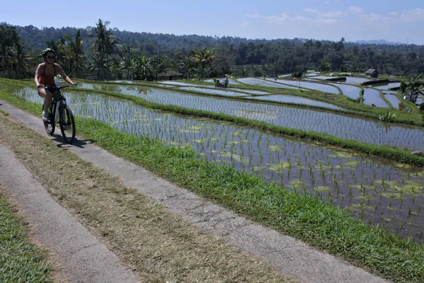 Passeio de bicicleta ao campo de arroz em terraços de arroz Jatiluwih em Bali Ind — Fotografia de Stock
