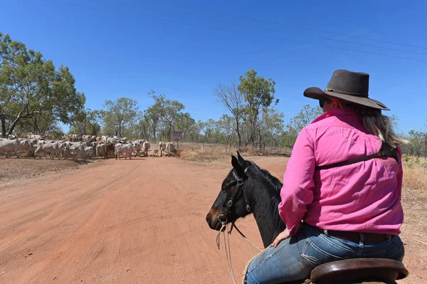 Australisches Cowgirl hütet Rinder in Timber Creek Northern Terri — Stockfoto