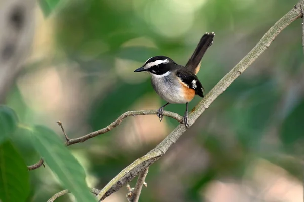 Buff-sided robin — Stock Photo, Image