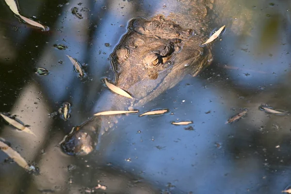 Freshwater adult male crocodile reptile — Stock Photo, Image