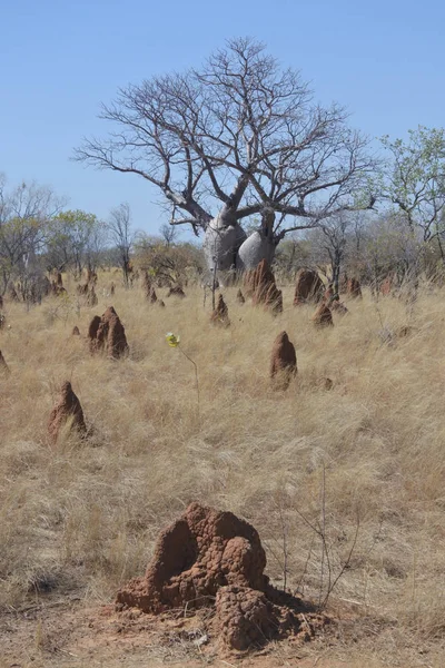 Boab Tree Kimberly Zachodnia Australia — Zdjęcie stockowe