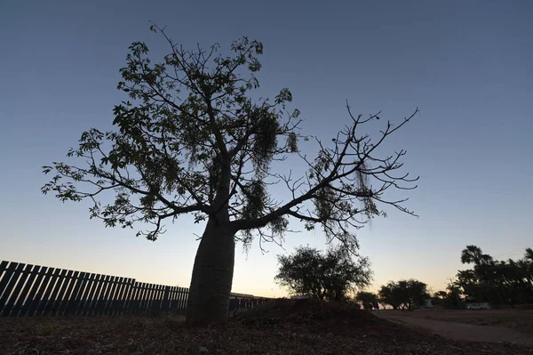 Coucher de soleil sur une silhouette de Boab Kimberley Australie Occidentale — Photo