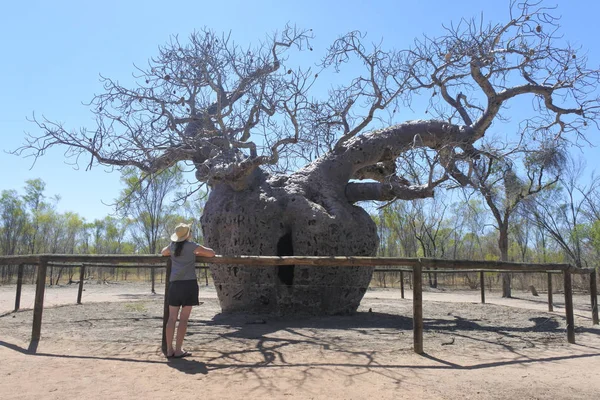 Boab vězení strom v Derby Kimberley západní Austrálie — Stock fotografie