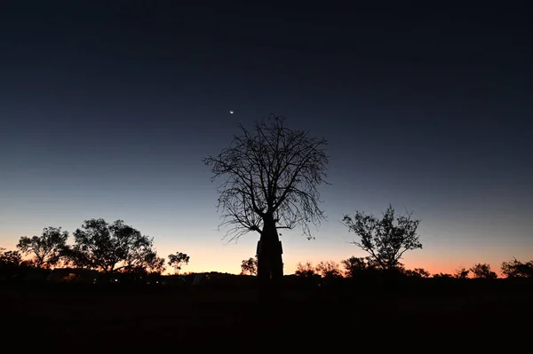 Západ slunce nad Boab, siluetu Kimberleyské západní Austrálie — Stock fotografie