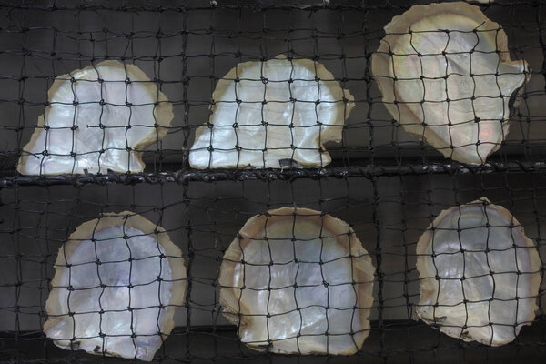 Раковины жемчуга фон
