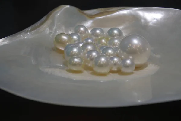 Perlas blancas en una concha Broome Australia Occidental —  Fotos de Stock