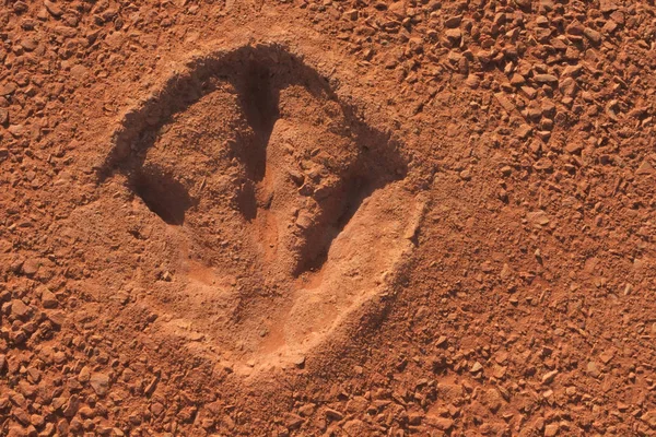 Dinosaur footprint in Broome Kimberley Western Australia — Stock Photo, Image