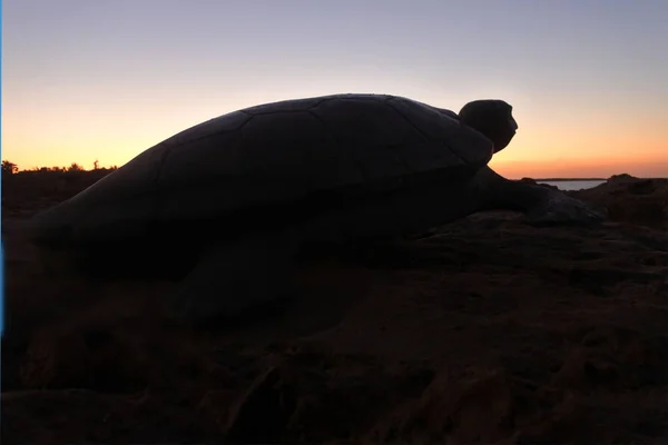 Sylwetka żółwia morskiego na plaży na zachodzie słońca — Zdjęcie stockowe