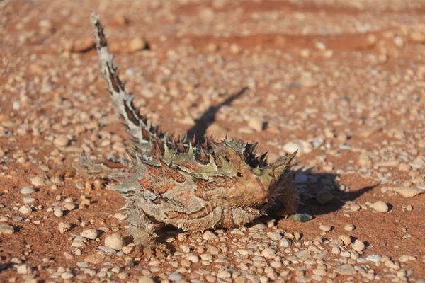 가시있는 마귀의 파충류 — 스톡 사진