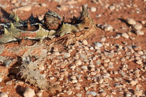Espinoso reptil diablo — Foto de Stock