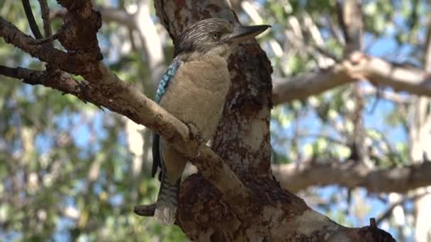 Kuzey Avustralya Bir Ağaç Dalında Oturan Mavi Kanatlı Yalıçapkını — Stok video