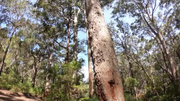 南西部オーストラリアの森の中の背の高い木のコピー — ストック動画