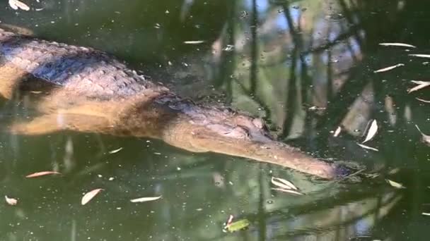 Édesvízi Felnőtt Férfi Krokodil Hüllő Úszás Timber Creek Északi Területen — Stock videók