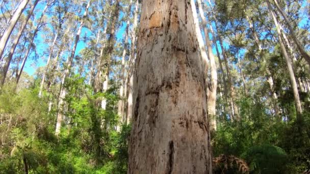 Karri Bos Zuidwest Australië — Stockvideo