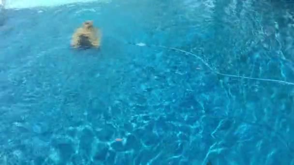 Robotic Pool Cleaner Cleaning Swimming Pool — Stock Video