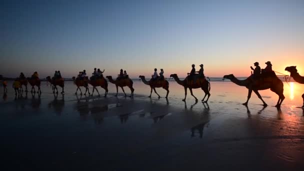 ケーブルビーチのラクダ乗り船団の観光客のシルエット Broome Western Australia — ストック動画