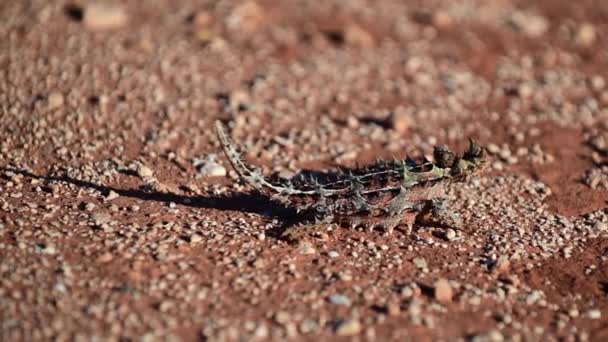 サメ湾のソニー デヴィル モロック ホリドゥス 爬虫類 Western Australia — ストック動画