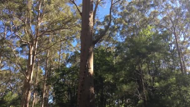 Laag Uitzicht Gloucester Tree Gloucester National Park Van West Australië — Stockvideo
