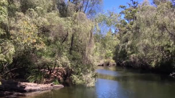 Άποψη Τοπίου Του Ποταμού Collie Στη Δυτική Αυστραλία — Αρχείο Βίντεο