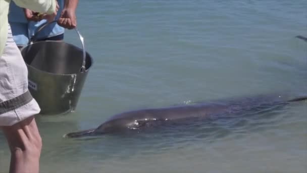 Dolphin Utfodring Monkey Mia Shark Bay Western Australia Wild Delfiner — Stockvideo