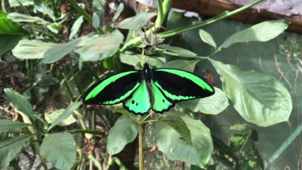 Mariposa Ala Aves Richmond Sentada Una Planta Parque Nacional Litchfield — Vídeos de Stock