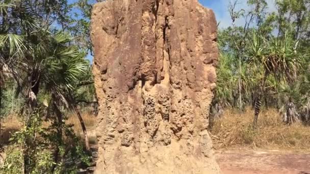 Kathedraal Termietenheuvel Litchfield National Park Het Noordelijke Territorium Van Australië — Stockvideo