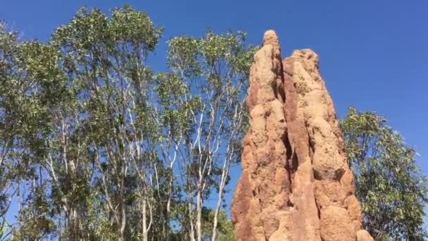 Cattedrale Termitaio Nel Parco Nazionale Litchfield Nel Territorio Del Nord — Video Stock