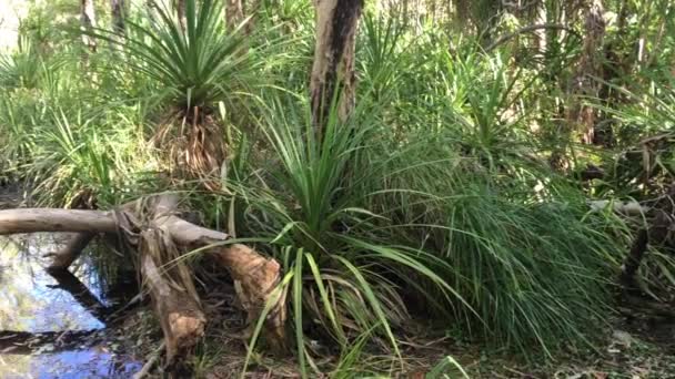 Пейзаж Болота Национальный Парк Какаду Северной Территории Австралии — стоковое видео