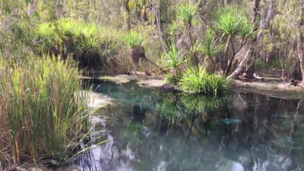 Bitter Springs Pobliżu Mataranka Terytorium Północnym Australia — Wideo stockowe