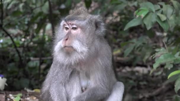 Balinesisk Långstjärtad Krabbätande Makak Apa Kvinna Sacred Monkey Forest Sanctuary — Stockvideo