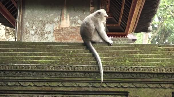 Balinés Cola Larga Machos Macacos Come Cangrejos Santuario Del Bosque — Vídeo de stock