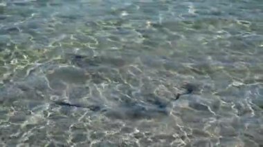 Batı Avustralya 'da Hopetoun sahilinde yüzen yarasa ışını.