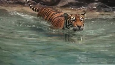 Bengal kaplanı suya dalıyor.