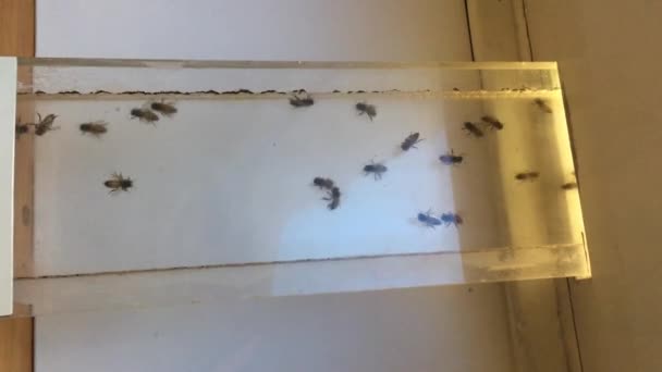 蜜蜂从外面的玻璃隧道飞进室内蜂窝 — 图库视频影像