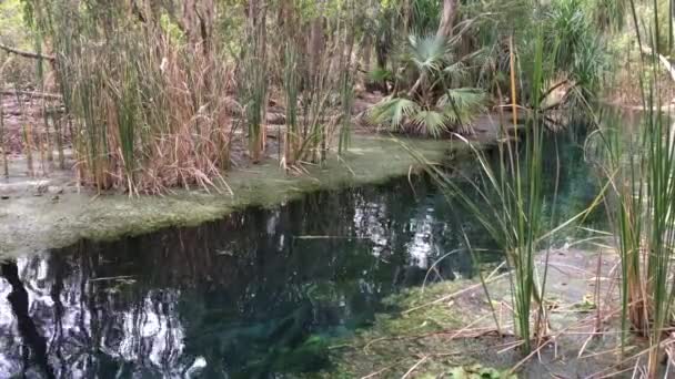 Bitter Springs Mataranka Northern Territory Australia — Stock Video