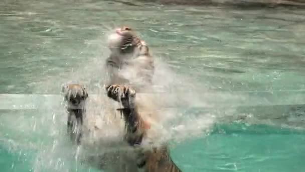 ベンガルトラがウォータープールに飛び込む — ストック動画