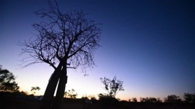 Boab ağacı siluetinin üzerinde dramatik bir gökyüzü günbatımı Kimberley Batı Avustralya.