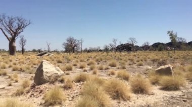 Batı Avustralya 'nın Kimberley taşrasındaki Boab ağacı ve kayaları.